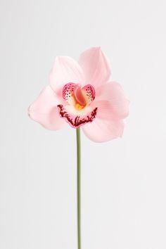 a single pink flower in a vase on a white background with space for the text