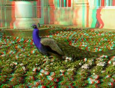 a peacock standing on top of a lush green grass covered field next to a building