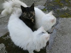 two white and black cats sitting on top of each other in a circle with their tails curled up