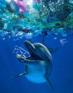 a dolphin swimming in the ocean surrounded by plastic bottles and trash floating on the water