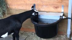 a goat drinking water out of a bucket