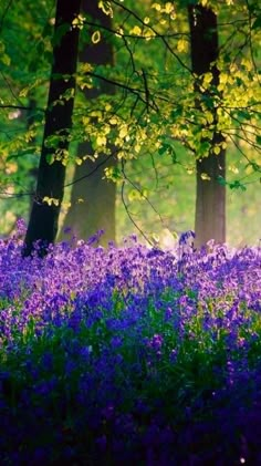 bluebells and other wildflowers in the woods