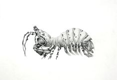 a black and white drawing of a scorpion