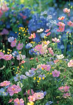 an image of colorful flowers in the wildflowers field with blue and pink colors