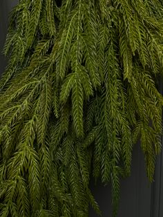 a green plant hanging from the side of a building