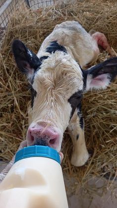 a baby cow is being fed milk from a bottle