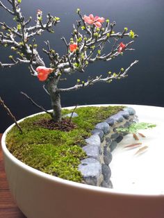 a bonsai tree in a white bowl with moss