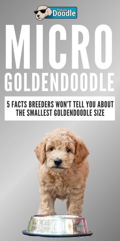 a small dog standing on top of a metal bowl with the title micro goldendoodle