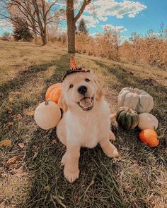 a golden retriever dog sitting in the grass with pumpkins and gourds