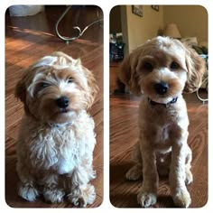 two pictures of a small dog sitting on the floor and looking up at the camera