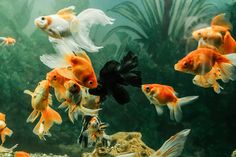 a group of goldfish swimming in an aquarium