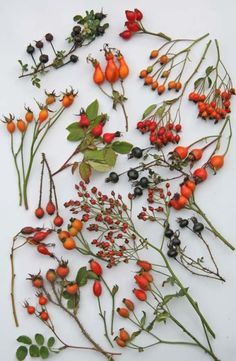 various plants and berries on a white surface