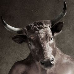 a bull with very long horns standing in a room