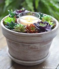 a potted plant with a candle in it sitting on a wooden table next to some plants