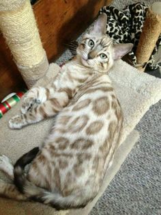 a cat laying on the floor next to a scratching post