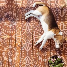 a brown and white dog laying on top of a wooden floor next to a potted plant