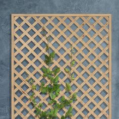 a plant is growing out of a potted planter in front of a trellis