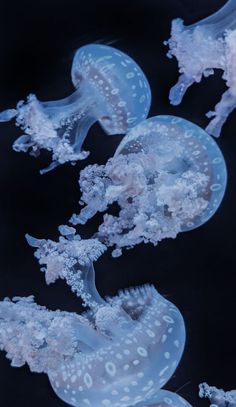 several jellyfish swimming in the water together