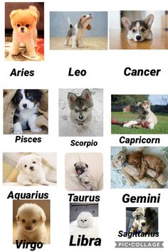 there are many different types of dogs on this page