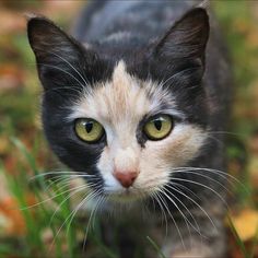 a black and white cat with green eyes looking at the camera while standing in grass