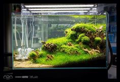 an aquarium filled with green plants and rocks