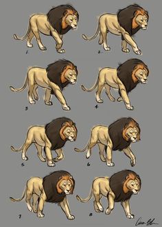 the stages of how to draw a lion's head from different angles and positions