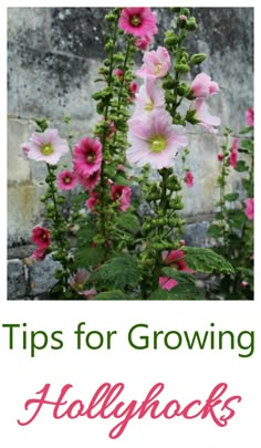 pink flowers with the words tips for growing hollyhocks