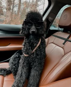 a black poodle sitting in the back seat of a car wearing sunglasses and a chain