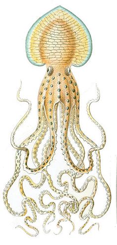 an octopus is shown in this drawing