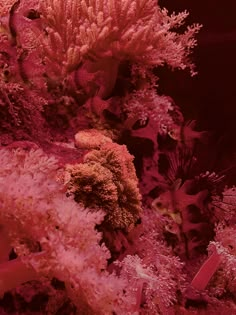 an underwater scene with corals and seaweed in red light, taken from above