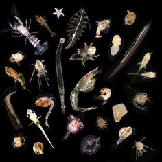 an assortment of sea animals displayed on a black background