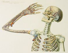 an image of a human skeleton with its hand on it's shoulder