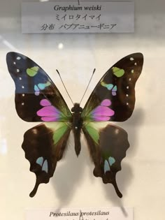 the butterfly is on display at the museum