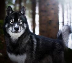 a black and white husky dog standing in the woods looking at the camera with an intense look on his face