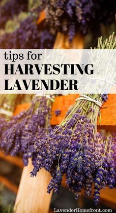 lavender flowers with the title tips for harvesting lavender