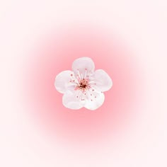 a white flower on a pink background