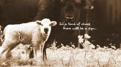 a black and white photo of a baby sheep standing next to an adult sheep in a field