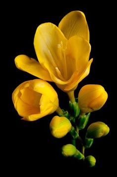 three yellow flowers with green stems against a black background