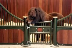 a small brown horse standing next to a green fence and gated in area with wood paneling on the walls