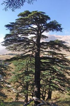 a tall pine tree in the middle of a grassy area with mountains in the background