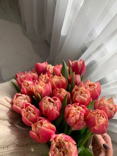 a bouquet of pink tulips in a woman's hand on a white background