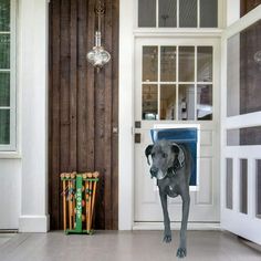 a dog is standing in front of a door