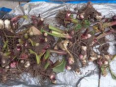 several bunches of garlic sprouts sitting on top of a piece of tin foil