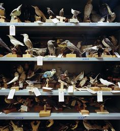 several shelves filled with different kinds of birds