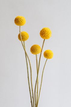 three yellow flowers are in a vase on a table with white wall behind them and light grey background