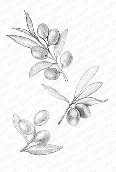 an olive branch with leaves and buds drawn by hand in pencil on a white background