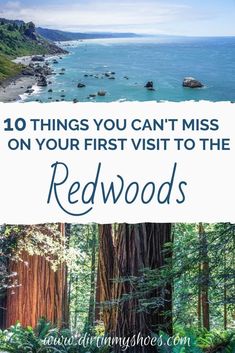 redwood trees with the text 10 things you can't miss on your first visit to the redwoods