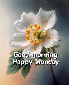 a white flower with the words good morning happy monday