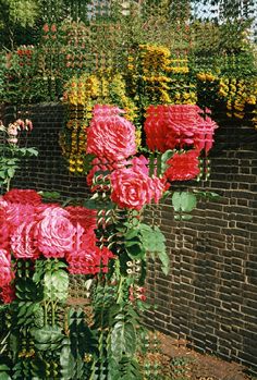 red and pink flowers growing on the side of a brick wall