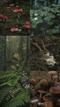 three different images of mushrooms and ferns in the woods, with water lilies on the ground